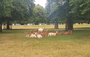 Bushy Park, London, UK