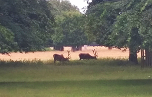 Bushy Park, London, UK