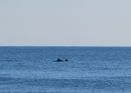 V diaľke som zazrela delfíny