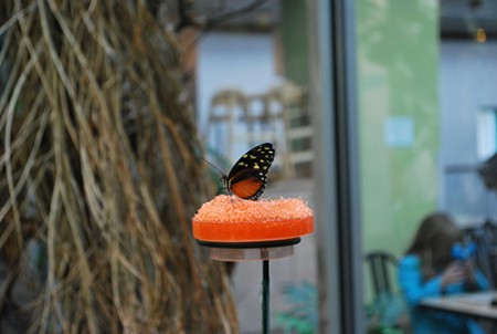 Miestnosť s motýľmi lietajúci okolo vás, Museum of Natural Sciences, North Carolina