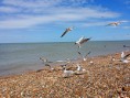 /album/fotogaleria/sheerness1-g-jpg/